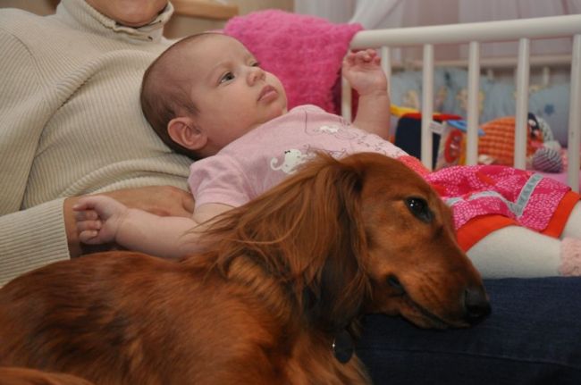 Dziecko i pies jamnik